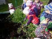 Sklízíme úrodu na školní zahrádce